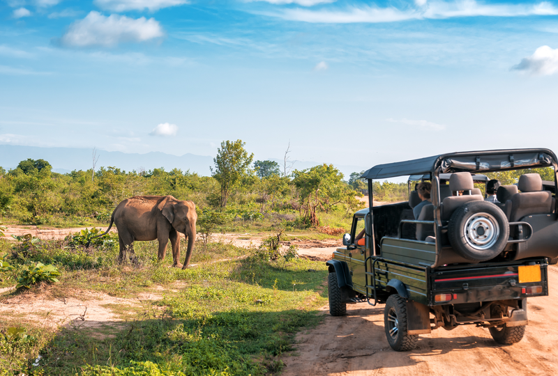 Safari vehicle on a game drive at dawn across the East African savanna, Kenya