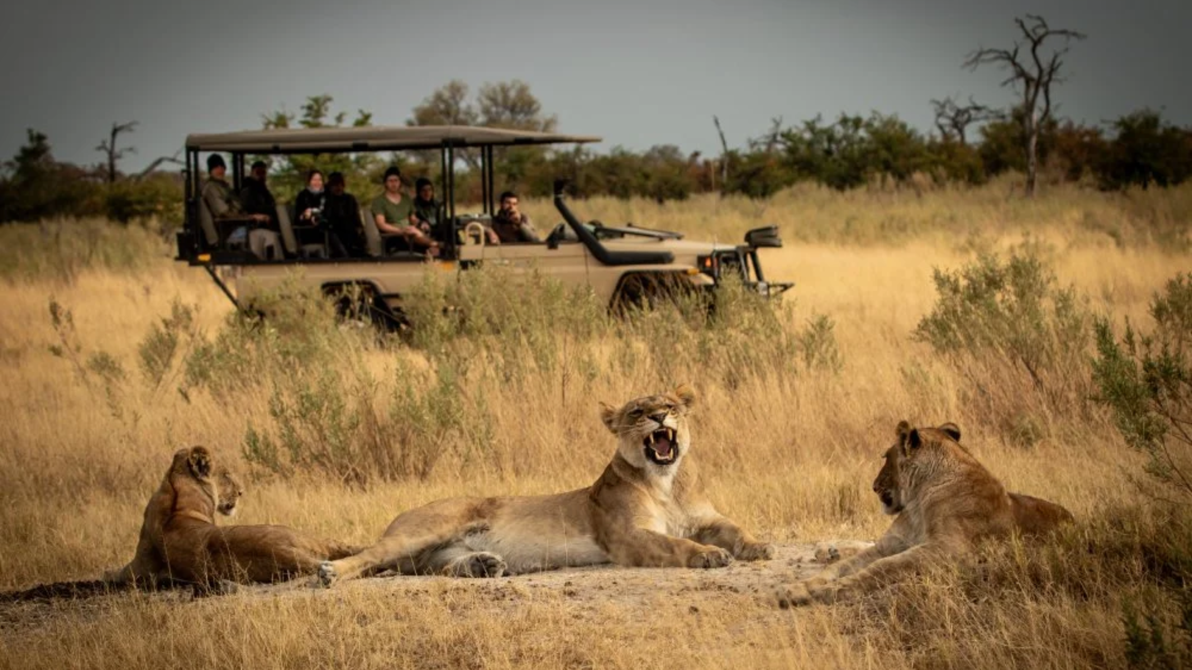 Private safari, South Africa
